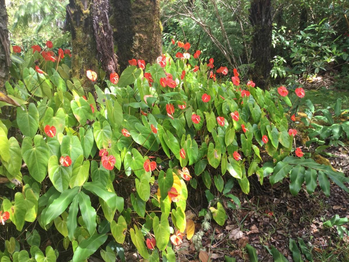 Hale 'Ohu Bed & Breakfast Volcano Buitenkant foto